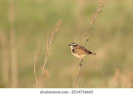 Attēlu rezultāti vaicājumam “Saxicola rubetra adult”