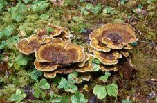 Attēlu rezultāti vaicājumam “Phaeolus schweinitzii”