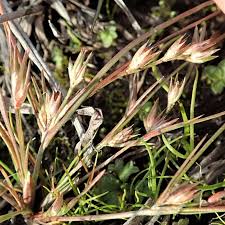 Attēlu rezultāti vaicājumam “Juncus bufonius”