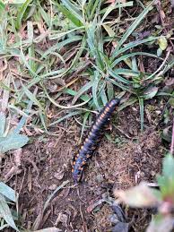 Attēlu rezultāti vaicājumam “Cucullia lucifuga larva”