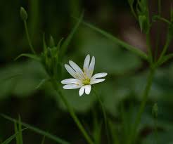 Attēlu rezultāti vaicājumam “Stellaria holostea”