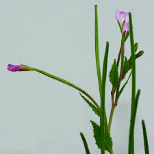 Attēlu rezultāti vaicājumam “Epilobium montanum flower”