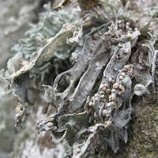 Attēlu rezultāti vaicājumam “Tremella ramalinae”