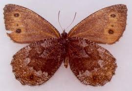 Attēlu rezultāti vaicājumam “Oeneis jutta underside”