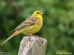Attēlu rezultāti vaicājumam “Emberiza citrinella adult”