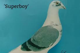 Image result for Abbeyton & Broomfield Racing Pigeons