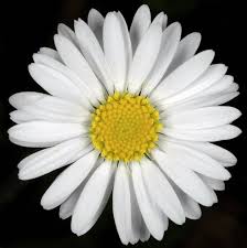 Image result for Bellis perennis