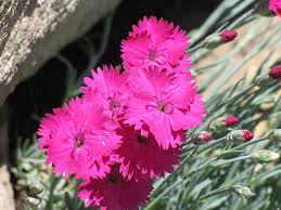 Image result for Dianthus gratianopolitanus
