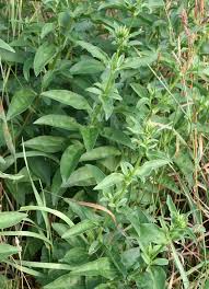 Attēlu rezultāti vaicājumam “Saponaria officinalis”