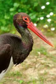 Attēlu rezultāti vaicājumam “Ciconia nigra”