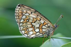 Attēlu rezultāti vaicājumam “Boloria eunomia”