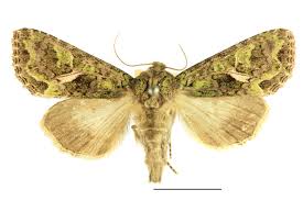 Attēlu rezultāti vaicājumam “Trachea atriplicis”