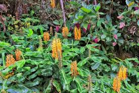 Image result for Helichrysum lindleyii