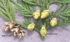Attēlu rezultāti vaicājumam “Thuja plicata flower”