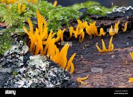Attēlu rezultāti vaicājumam “Calocera cornea”
