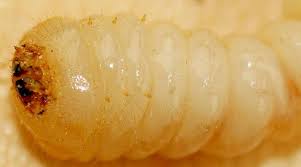 Attēlu rezultāti vaicājumam “Cerambycidae larva”