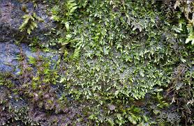 Attēlu rezultāti vaicājumam “Taxiphyllum wissgrillii”