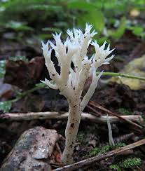 Attēlu rezultāti vaicājumam “Octospora splachnophila”