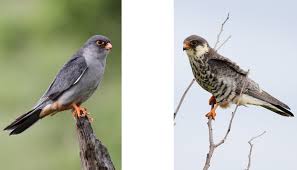 Image result for Falco amurensis