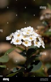 Attēlu rezultāti vaicājumam “Spiraea chamaedryfolia flower”