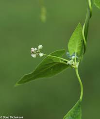 Attēlu rezultāti vaicājumam “Fallopia convolvulus fruit”