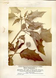 Image result for Datura stramonium