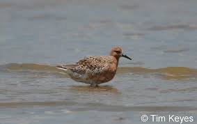 Attēlu rezultāti vaicājumam “Calidris canutus adult”