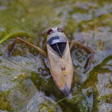 Attēlu rezultāti vaicājumam “Notonecta glauca”