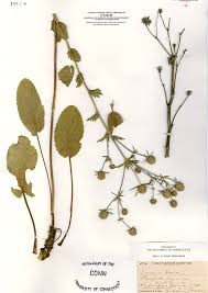 Attēlu rezultāti vaicājumam “Eryngium planum”