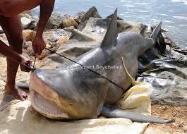 Image result for Carcharhinus leucas