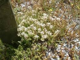 Attēlu rezultāti vaicājumam “Sedum album bud”