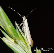 Attēlu rezultāti vaicājumam “Elachista argentella”