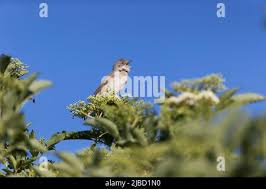 Attēlu rezultāti vaicājumam “Sylvia communis adult”