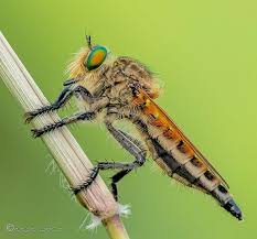 Attēlu rezultāti vaicājumam “Asilidae”