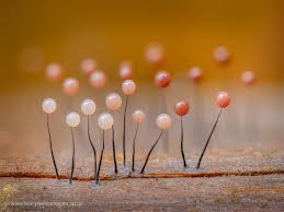 Attēlu rezultāti vaicājumam “Comatricha nigra young”