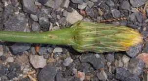 Attēlu rezultāti vaicājumam “Hypochaeris radicata bud”