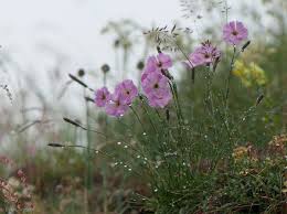 Image result for Steinnelke