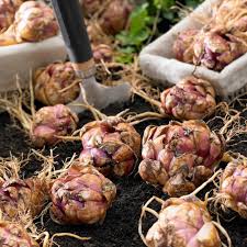 Attēlu rezultāti vaicājumam “Lilium martagon fruit”