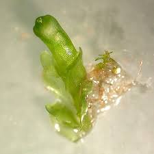 Attēlu rezultāti vaicājumam “Jungermannia leiantha”