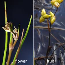 Attēlu rezultāti vaicājumam “Scheuchzeriaceae”