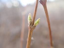 Attēlu rezultāti vaicājumam “Diderma roanense stalked”