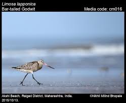 Attēlu rezultāti vaicājumam “Limosa lapponica adult”