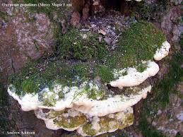 Attēlu rezultāti vaicājumam “Oxyporus”