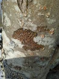 Attēlu rezultāti vaicājumam “Melanohalea olivacea”