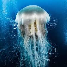 Image result for Cyanea capillata