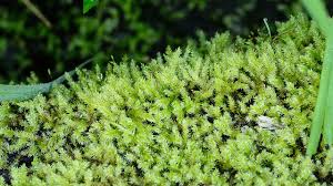 Attēlu rezultāti vaicājumam “Drepanocladus aduncus”