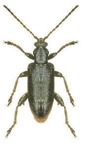 Attēlu rezultāti vaicājumam “Donacia dentata”