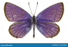 Attēlu rezultāti vaicājumam “Everes argiades underside”