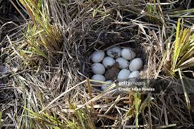 Attēlu rezultāti vaicājumam “Anas platyrhynchos eggs”