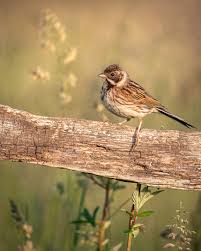 Attēlu rezultāti vaicājumam “Emberiza schoeniclus”